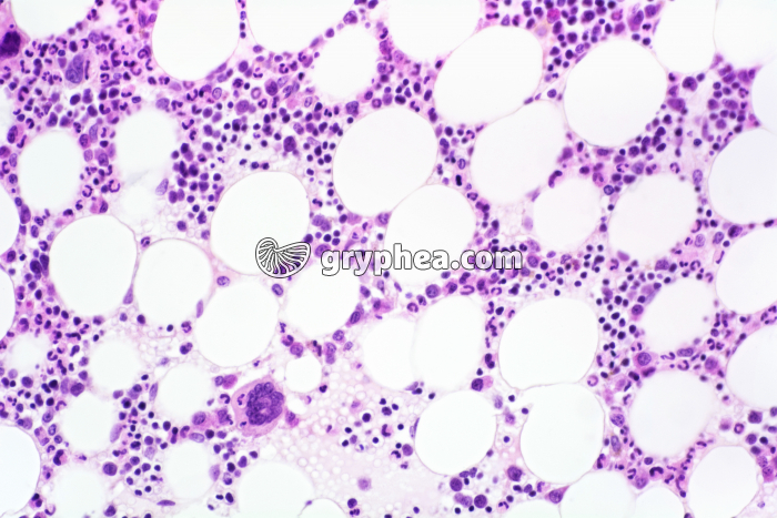 Moelle osseuse en coupe x100 - gryphea.org